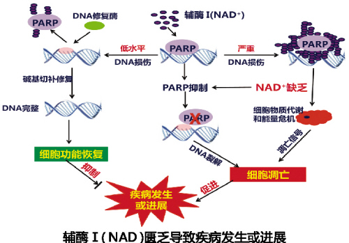 563d2136-49d0-427d-967a-c292ad222543 兰科博弈(RankBet)有限公司官网