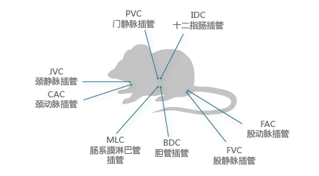 药代动力学-幼动物服务 药代动力学-幼动物服务