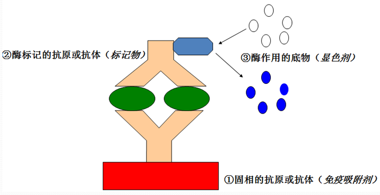 ELISA的根基道理 ELISA的根基道理