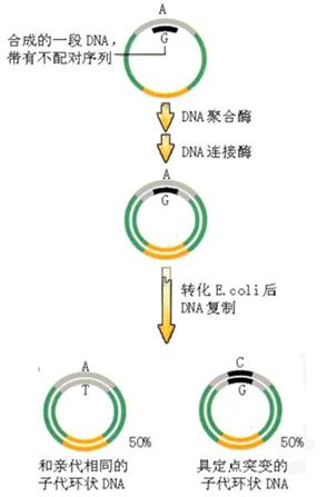 145dbbef-89c3-4b7f-ab06-5009f8706d46 体表定点突变技术