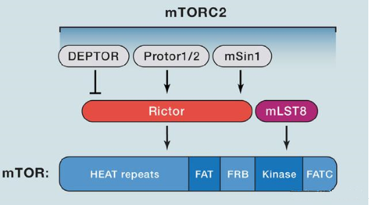8b15e62c-b27a-4178-a1e2-32bd5c7a9da0 mTORC2的组成蛋白重要有Rictor、mSin1、mSLT8和Protor等