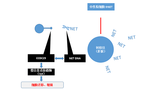 除了单纯的捕获，NET DNA与CCDC-25的结合还加强了癌细胞的侵袭行为，推进了癌症的肝转移。