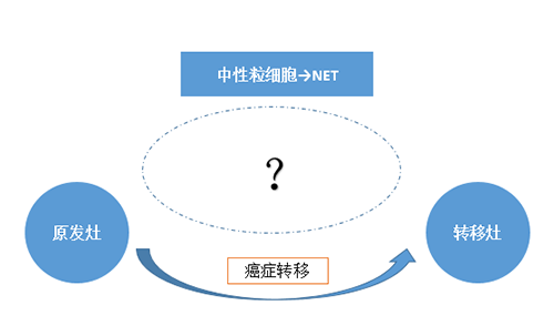 NET可能会通过某些方式“捕获”或“唤醒”癌细胞，从而造成癌细胞的迁徙。