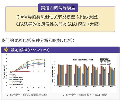 兰科博弈RankBet诱导的类风湿性关节炎模型