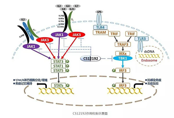 CS12192作用机造示意图 CS12192作用机造示意图