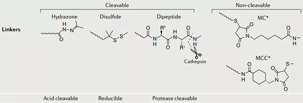 ADC-药物的衔接子.png ADC-药物的衔接子.png