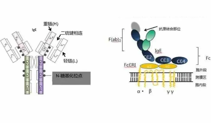 兰科博弈RankBet助力 | 济民可信lgE抗体药物JYB1904获批临床