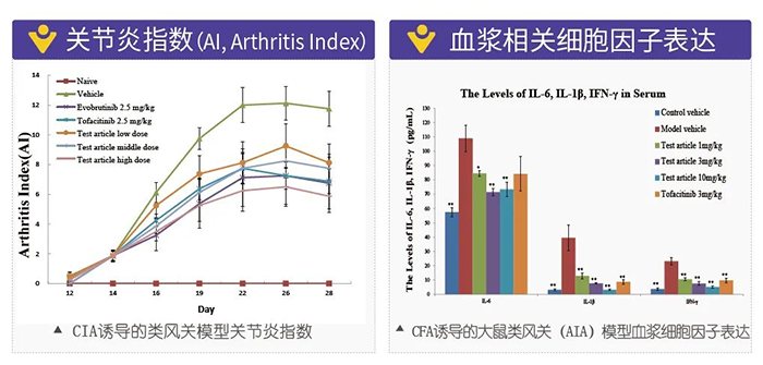兰科博弈RankBet诱导的类风湿性关节炎模型-2.png 兰科博弈RankBet诱导的类风湿性关节炎模型-2.png