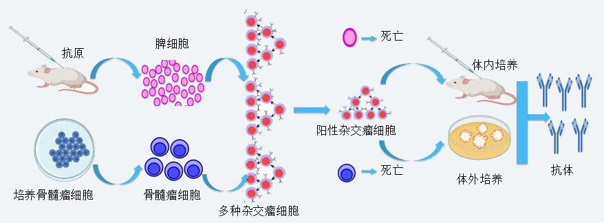 63884c8377204 兰科博弈RankBet抗体开发技术