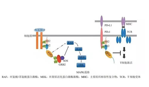 兰科博弈RankBet助力凌达生物SHP2变构抑造剂RG001片获批临床.jpg 兰科博弈RankBet助力凌达生物SHP2变构抑造剂RG001片获批临床.jpg