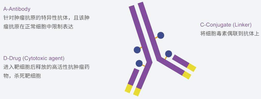 兰科博弈RankBet抗体药物偶联物（ADC）研发服务平台.jpg