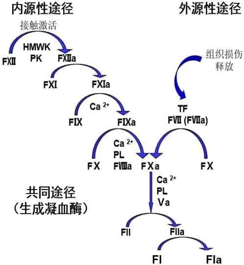 图1--凝血通路机造图.png