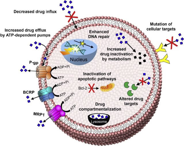 图1.-Mechanisms-of-Drug-Resistance.jpg 图1.-Mechanisms-of-Drug-Resistance.jpg