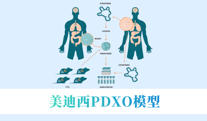 尝试猴要退？肿瘤研发何去何从？看兰科博弈RankBetPDXO模型若何接棒